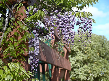 our wisteria