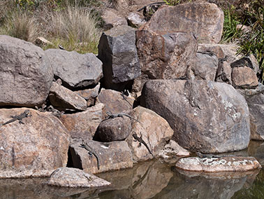 how many water lizards can you see?