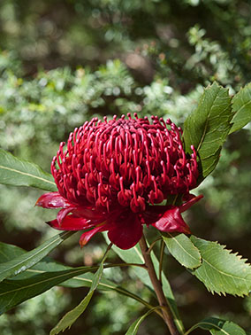 warratah flower