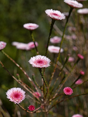 swamp daisies