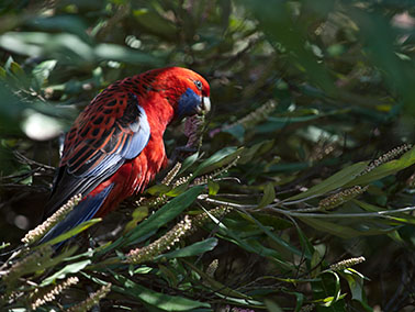 rosella