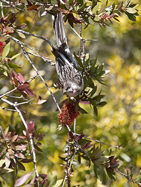 wattle bird