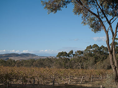 vineyard