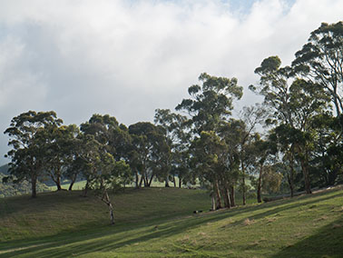 heysen