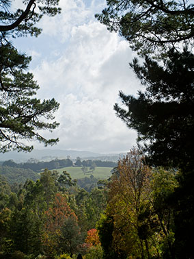 trees