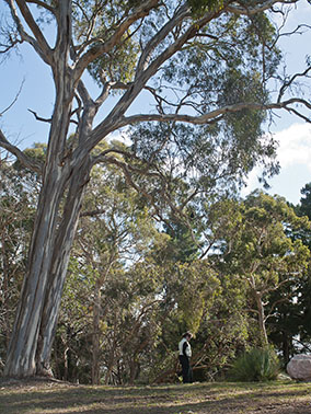tall trees