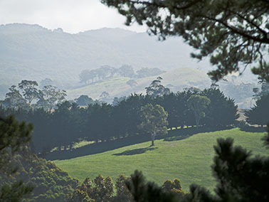 trees