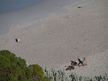 seals