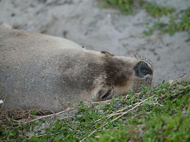 closeup of seal