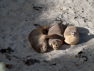 seals
