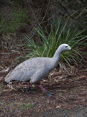 goose