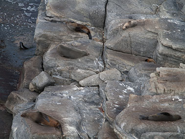seals