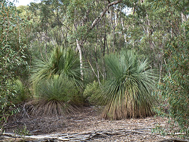 grass trees