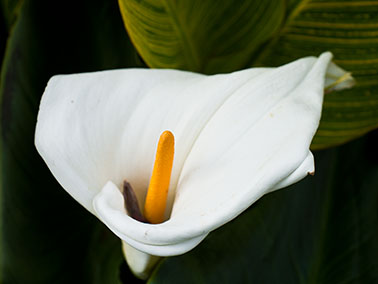 lily