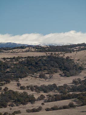snowies