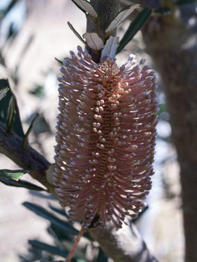 banksia