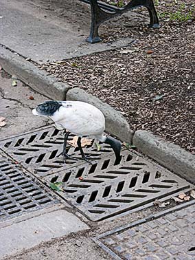 Royal Ibis down on their luck?